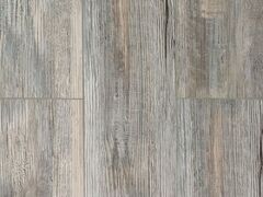 Сосна Монблан